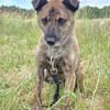 Sammy  - freundlicher Hundemann