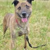 Sammy  - freundlicher Hundemann