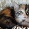 ATHENA réservée