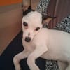 Betsy la douce