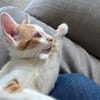 LEVI, chaton créole mâle