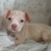 CAMELYA, chiot femelle croisée Bouledogue Français
