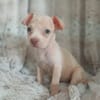 CAMELYA, chiot femelle croisée Bouledogue Français