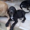 NERA, chiot femelle croisée braque
