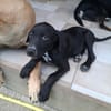 NERA, chiot femelle croisée braque
