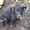 NEBBIU, chiot femelle croisée braque