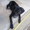 NEBBIU, chiot femelle croisée braque