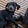 NEBBIU, chiot femelle croisée braque