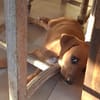 NUCCIOLA, chiot femelle croisée braque