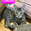 UNO / DUE / CINQUE
