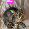 RAVI ET OLI À ADOPTER ENSEMBLE OU SEUL SI DÉJÀ UN CHAT PRÉSENT CHEZ VOUS