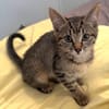 RAVI ET OLI À ADOPTER ENSEMBLE OU SEUL SI DÉJÀ UN CHAT PRÉSENT CHEZ VOUS