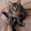 RAVI ET OLI À ADOPTER ENSEMBLE OU SEUL SI DÉJÀ UN CHAT PRÉSENT CHEZ VOUS