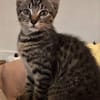 RAVI ET OLI À ADOPTER ENSEMBLE OU SEUL SI DÉJÀ UN CHAT PRÉSENT CHEZ VOUS