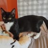 BAGHERRA, chaton femelle type européen