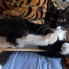 BAGHERRA, chaton femelle type européen