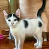 ERENE, chaton femelle type européen