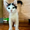 ERENE, chaton femelle type européen