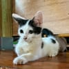 ERENE, chaton femelle type européen