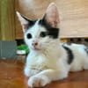 ERENE, chaton femelle type européen