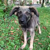 MAHE, chiot mâle Berger Créole