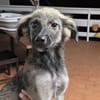 MAHE, chiot mâle Berger Créole