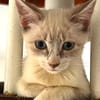 MARIE, chaton femelle type européen