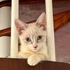 MARIE, chaton femelle type européen