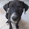 NÉVÉ, chiot femelle croisée braque
