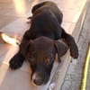 NÉVÉ, chiot femelle croisée braque