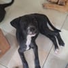 NÉVÉ, chiot femelle croisée braque