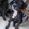 NÉVÉ, chiot femelle croisée braque