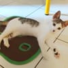 TWIX , chaton mâle type européen