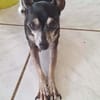 Ziggy, petit chien parfait