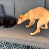 Puma ein kleiner Chameur
