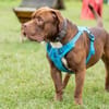Chico