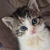 Katzenkind PIPPI