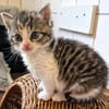 Katzenkind PIPPI