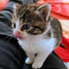 Katzenkind PIPPI