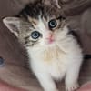 Katzenkind PIPPI