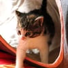 Katzenkind PIPPI