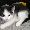 Katzenkind KARL