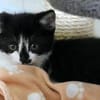 Katzenkind Pocahontas
