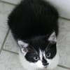 Katzenkind Pocahontas