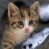 Katzenkind KAJA