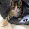 Katzenkind KAJA