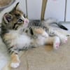 Katzenkind KAJA