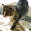 Katzenkind KAJA