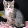 Katzenkind KAJA