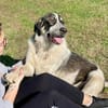 Pechino sucht Patenschaft